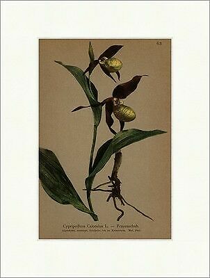Scarpa donna cypripedium - scarpa,