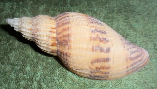 Rfm 86706 voluta - ra,