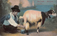 B294 Etnico Maltese Venditore