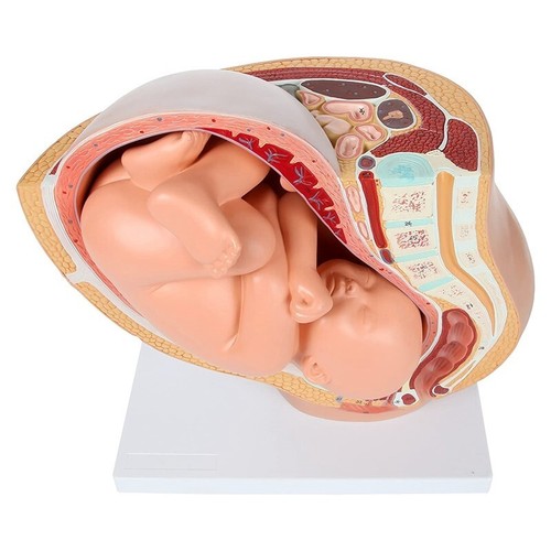 Feto gravidanza anatomia - feto,