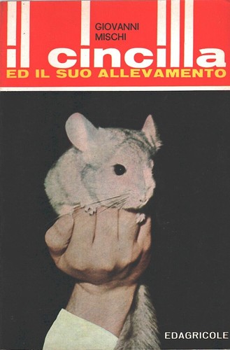 Cincilla il suo - cincilla,