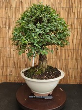 Bonsai olmo parvifolia h - bonsai, di