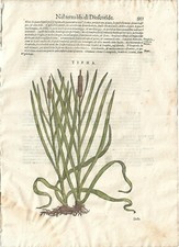 Stampa antica MATTIOLI