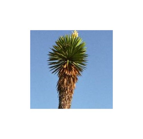 10x yucca potosina potosí - yucca,