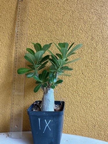 Adenium obesum bonsai