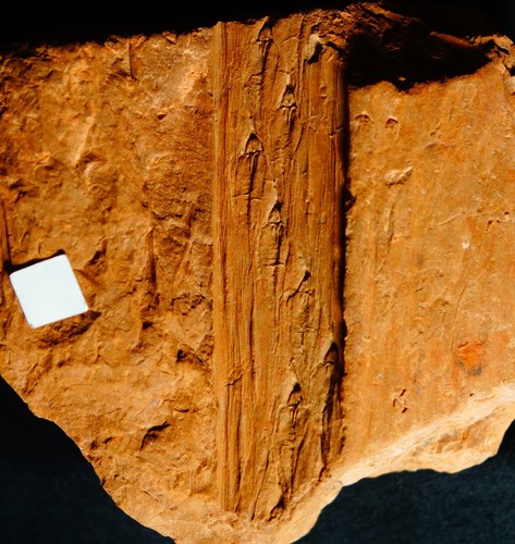 Rarissima pianta fossile