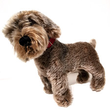 Bassotto a pelo ruvido Steiff