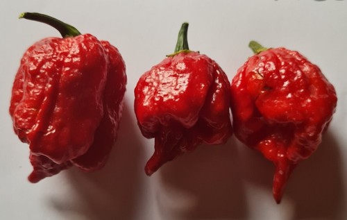 Semi peperoncino - 20, di