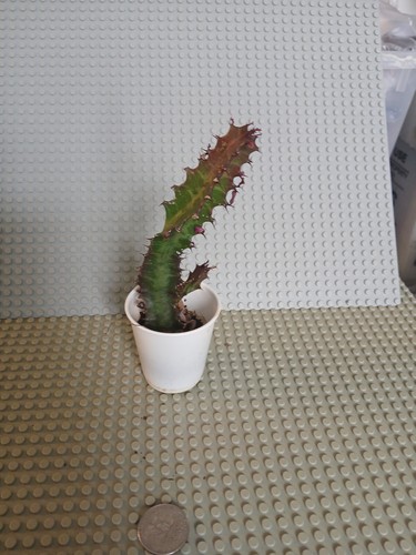 Euphorbia trigona pianta - trigona, 'pianta