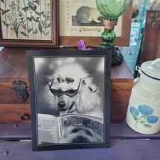 KBN10) Stampa FINART E PRINT SA. 5028 Barboncino Bianco Nero  Rara 