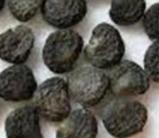 Semi di Datura Nera per