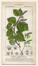 TURPIN , BETULA PUMILA , incisione del 1816,  COLORATA  A MANO +PASSEPARTOUT