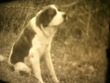 16mm Amateur Home Soviete film movie 16 mm bw dogs