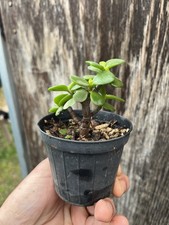 Portulacaria Afra Mini Bonsai