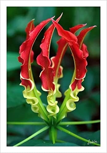 Gloriosa lilium flower bulbs - gloriosa,