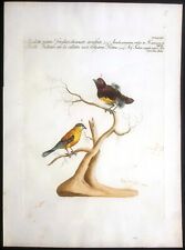 Stampa antica Pretino arruffato Manetti Ornitologia uccelli acquaforte 1771