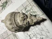 Fossile Di Conchiglia Gigante