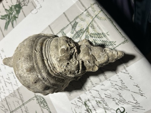 Fossile conchiglia gigante - fossile, di