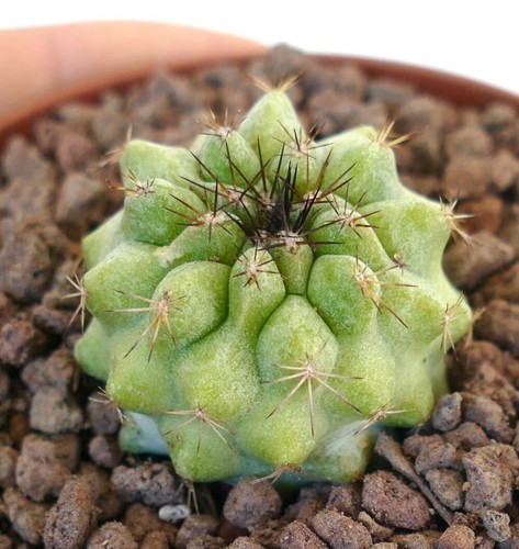 Copiapoa serpentisulcata - , x