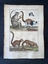1782 - BUFFON - STAMPA ANTICA ORIGINALE COLORATA A MANO - SCIMMIE LEMUREE - PL.20