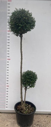 Pianta ligustrum jonanddrum - ligustrum,