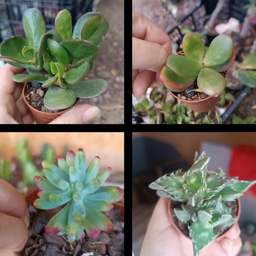 Suculentas crassula ovata - suculentas,