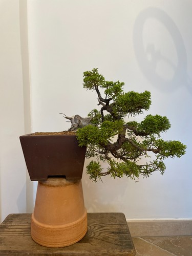 Bonsai ginepro itoigawa - ginepro,