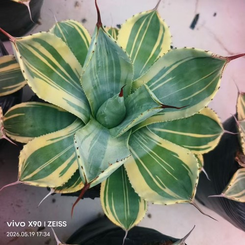 Raro cactus agave - agave, parryi