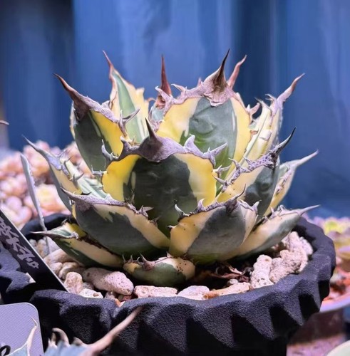 Agave titanota snaggletooth - agave, 'snaggletooth'
