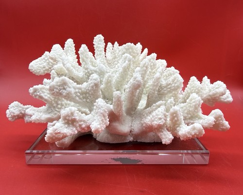 Raro corallo cavolfiore - raro,