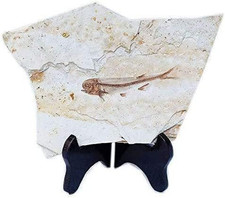 Fossile Di Pesce Reale