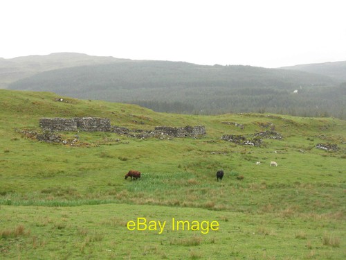 Photo 12x8 cattle - photo,