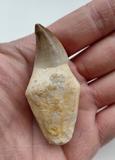 Dente con radice Mosasauro 6