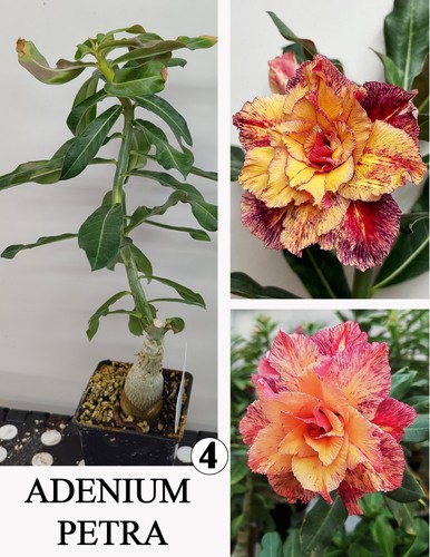 Adenium petra rosa uva - rosa,