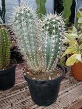 PACHYCEREUS PRINGLEI 2 tronchi