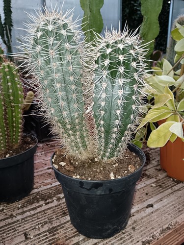 Pachycereus pringlei tronchi - pachycereus, 2