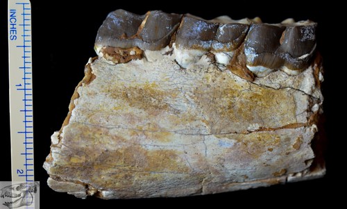 Sezione mascelle hyracodon - mascelle,
