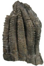 Trias Encrinus liliiformis