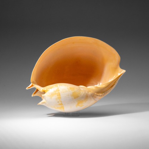 Genuine large volute shell - genuine,