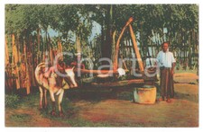 1939 PONTIFICIO ISTITUTO