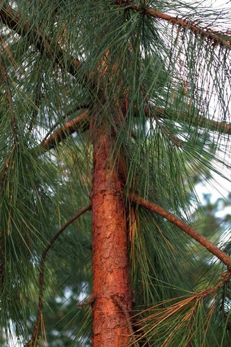 Pinus oocarpa egg cone pine - oocarpa,