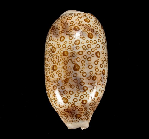 Conchiglia 136 arestorides - conchiglia,
