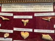 Teca (34x23) di 21 reperti fossili di pesci e rettili di 45 - 70 milioni di anni