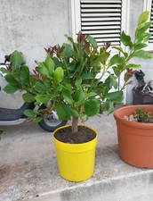 Limone lunario "Citrus limon"
