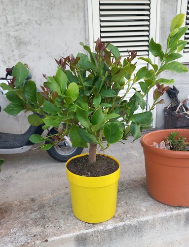 Limone lunario citrus limon - limone, "citrus