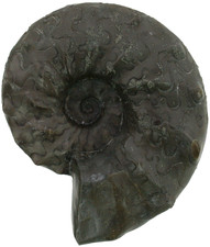 Trias Ceratites sublaevigatus