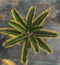 Cycas revoluta "Aurea" WYSIWYG
