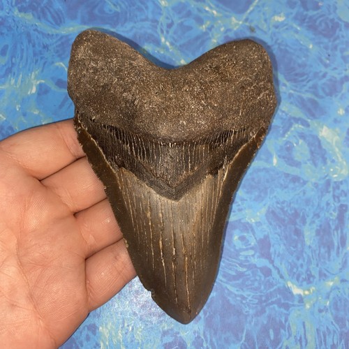 Megalodonte dente squalo - megalodonte,