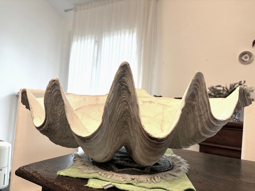 Tridacna gigas conchiglia - tridacna,