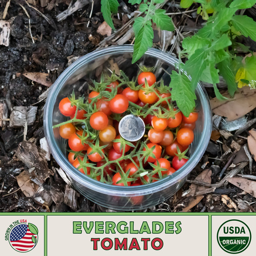 Wild florida everglades tomato - florida,